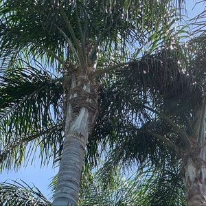 Meet your Posher, Hassina